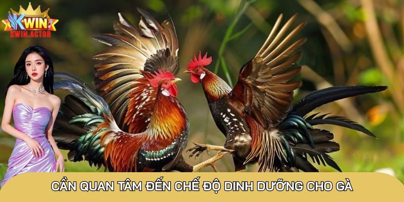 Cần quan tâm đến chế độ dinh dưỡng cho gà